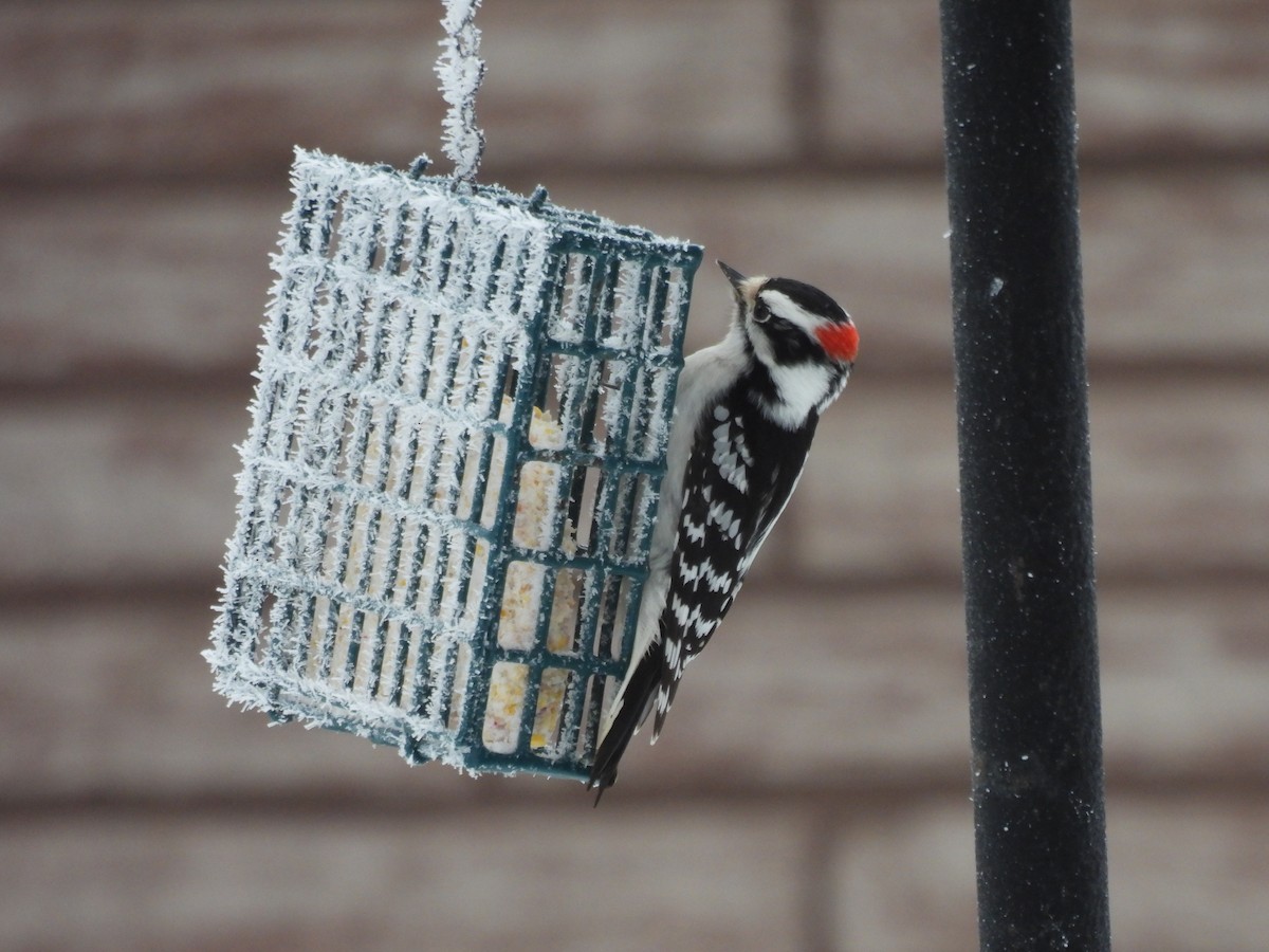 Downy Woodpecker - ML647710345