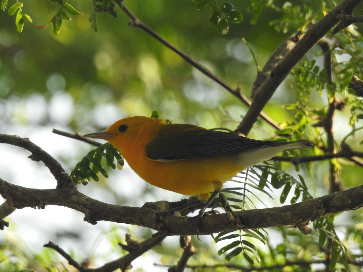 Prothonotary Warbler - ML647710346