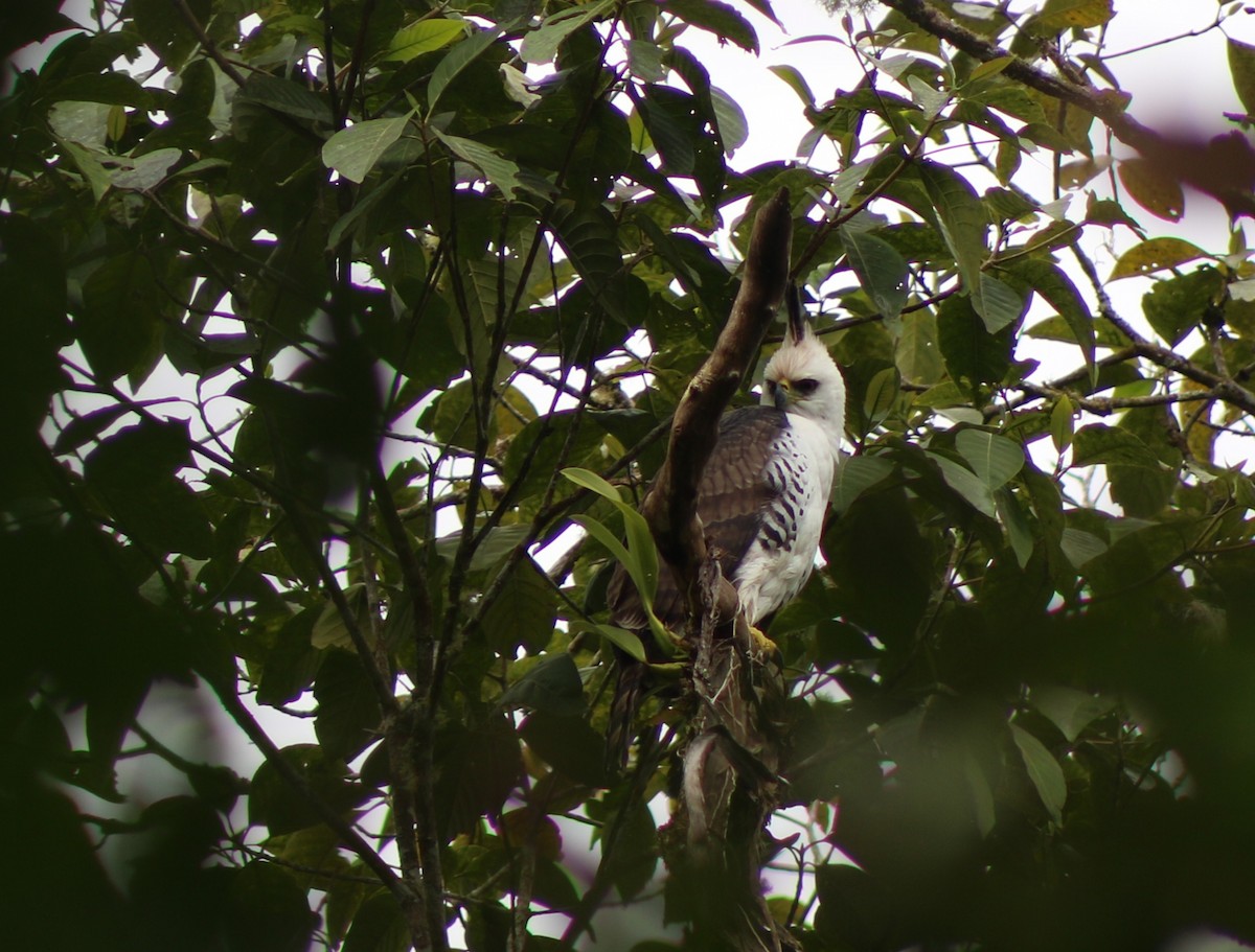 Ornate Hawk-Eagle - ML647710347