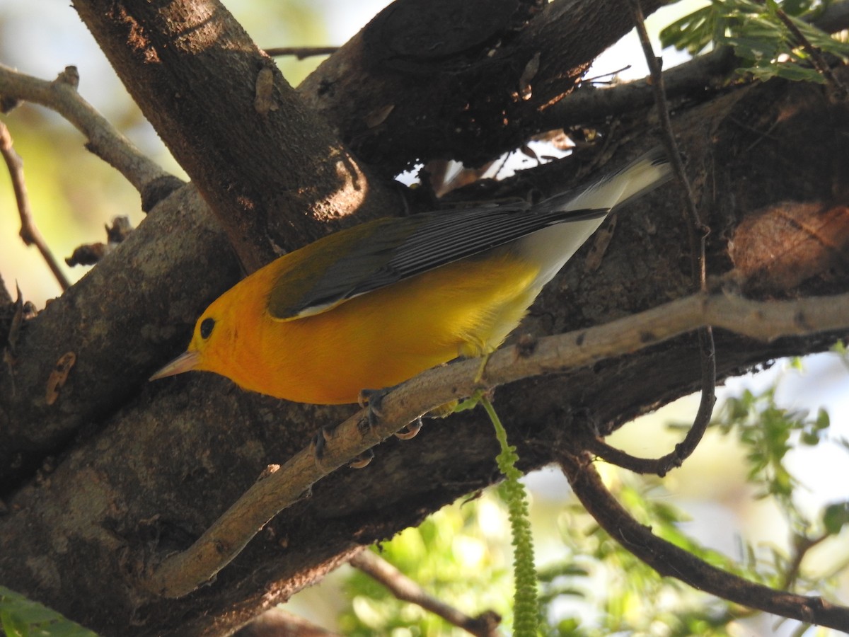 Prothonotary Warbler - ML647710349