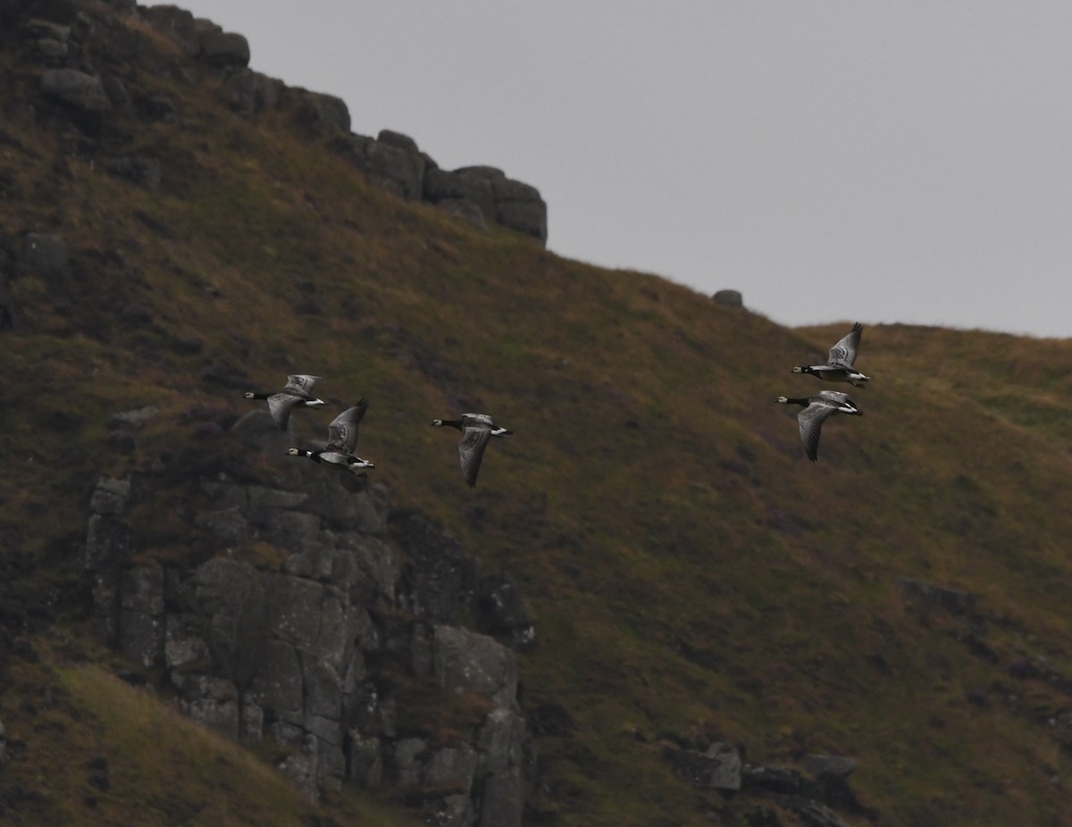 Branta musuzuria - ML647710352