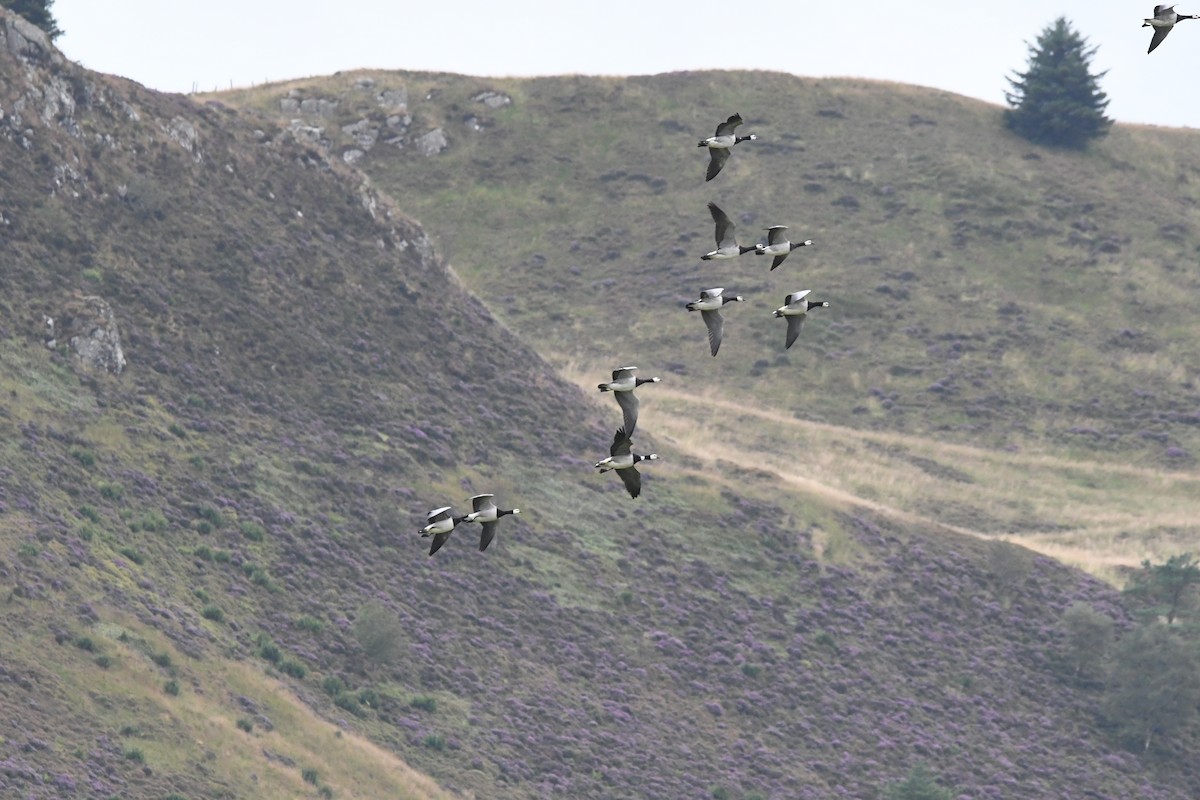 Branta musuzuria - ML647710353