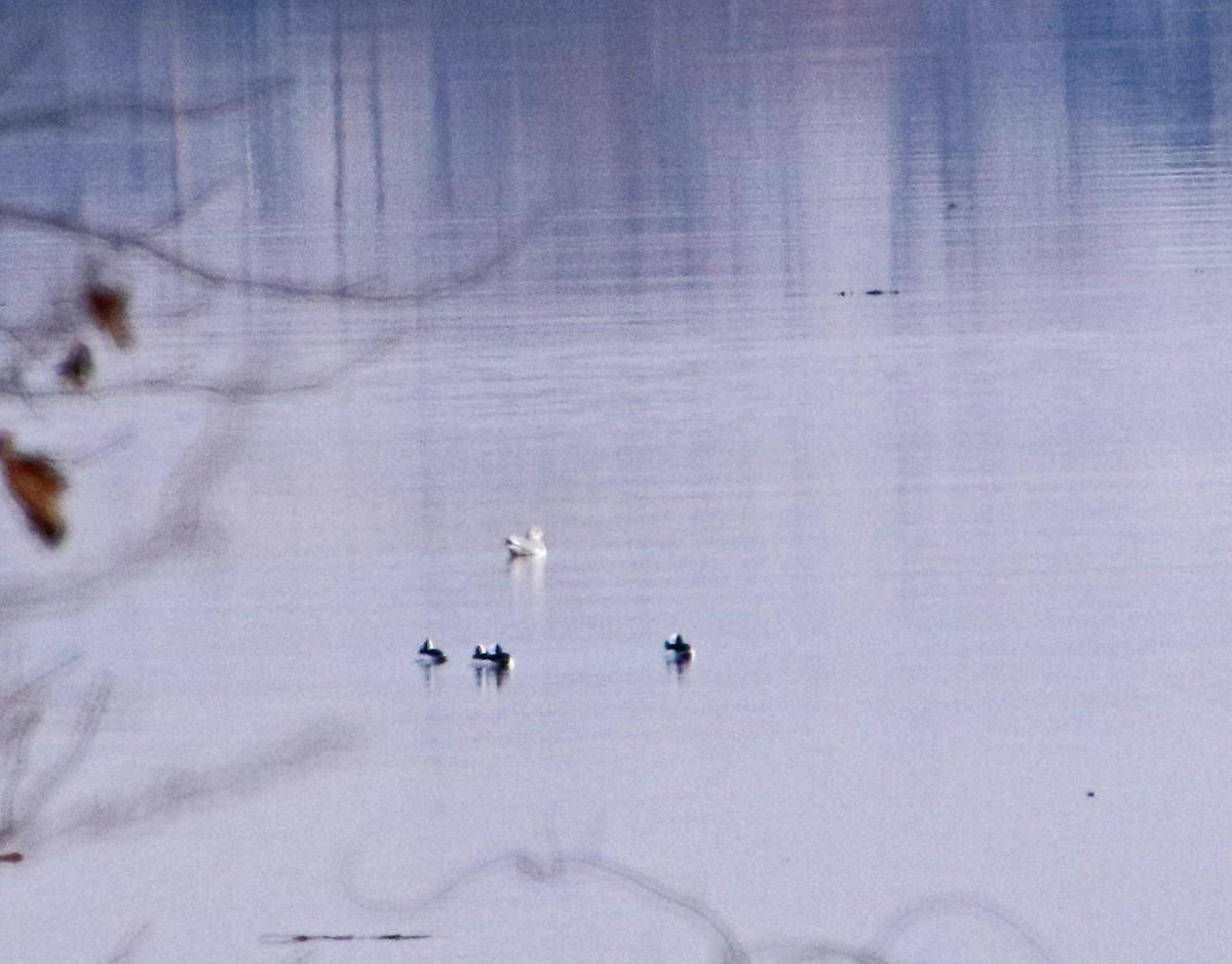 Murgilari buruzuria - ML647710354