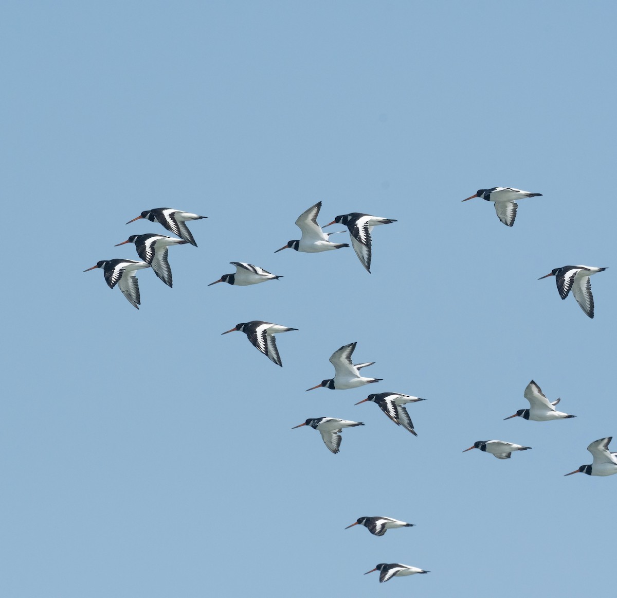 Itsas mika eurasiarra - ML647710355