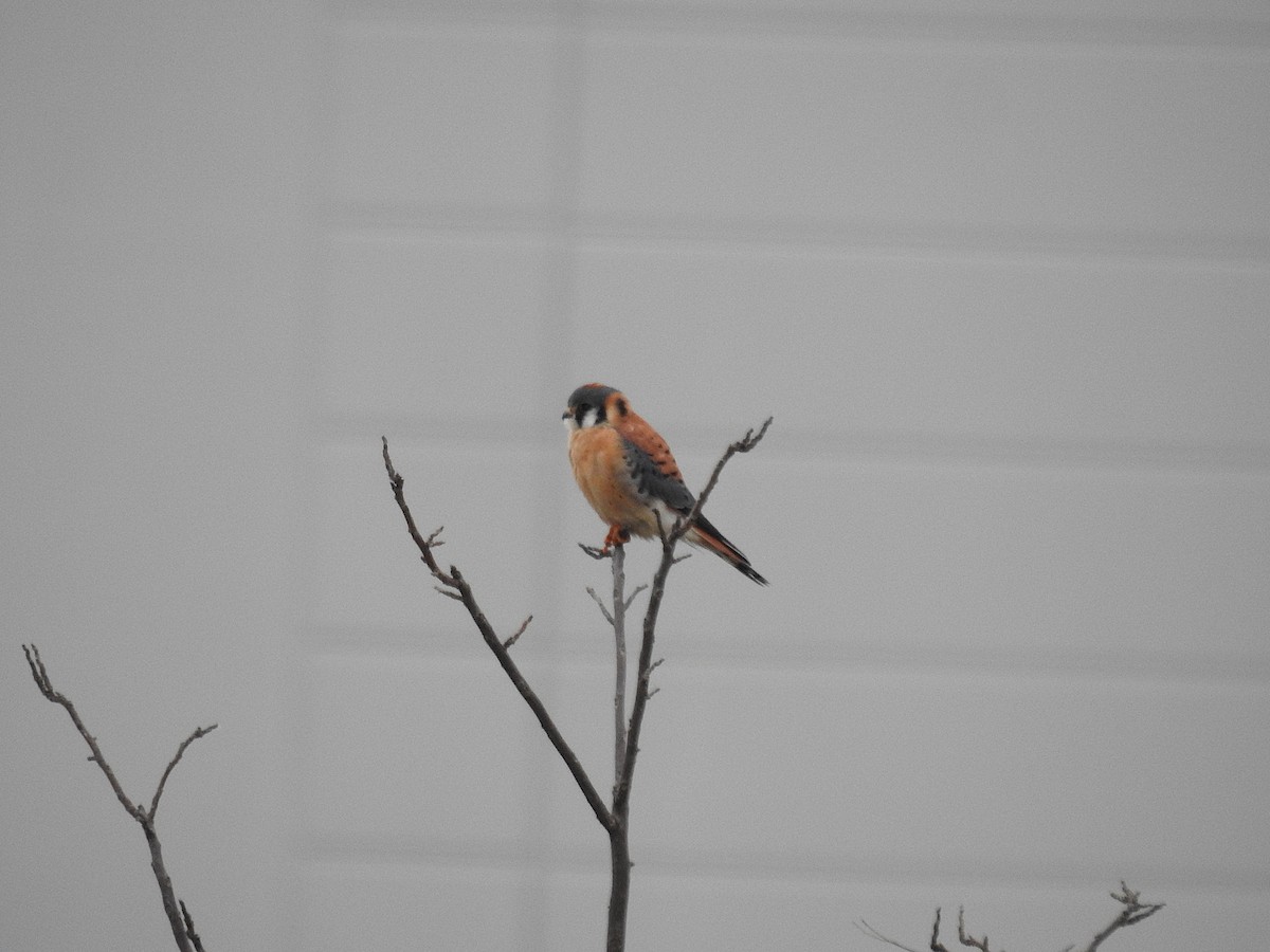 Belatz amerikarra - ML647710362