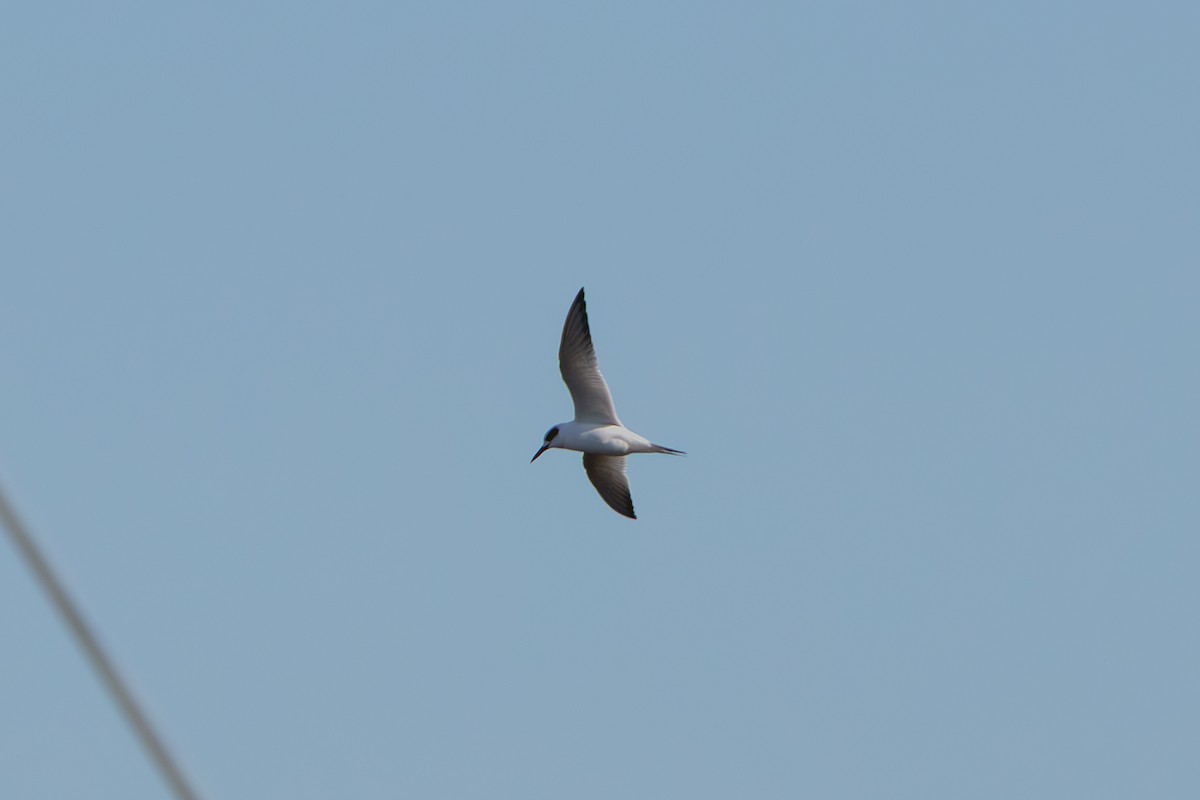 Forster txenada - ML647710367