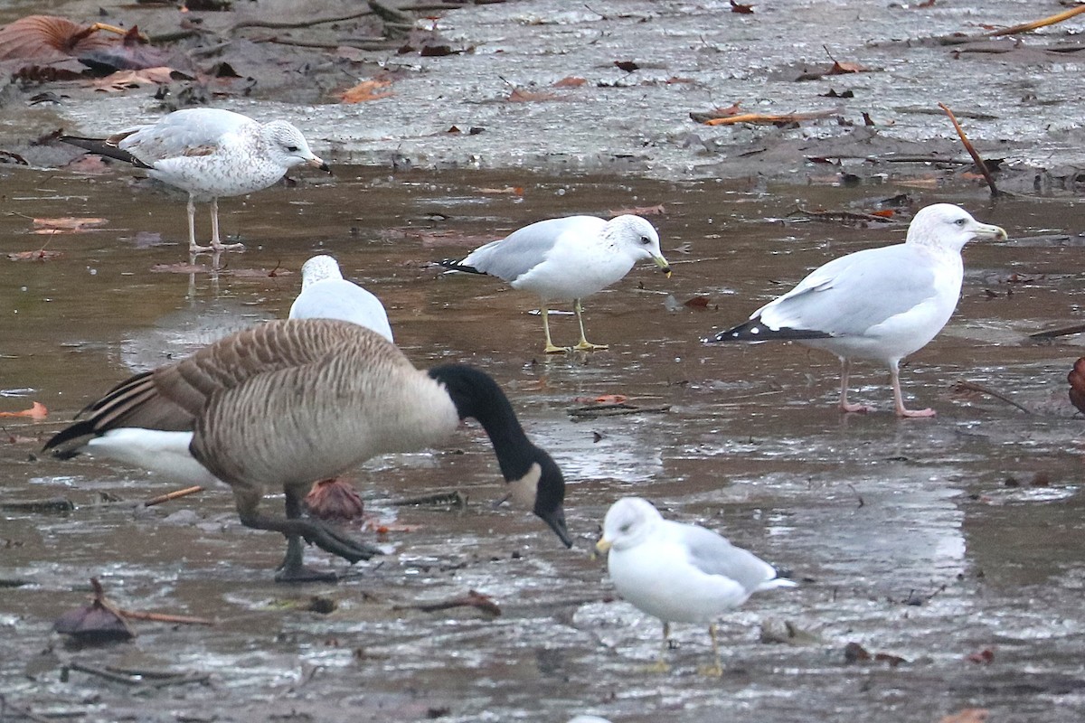 Kaio hauskara amerikarra - ML647710373