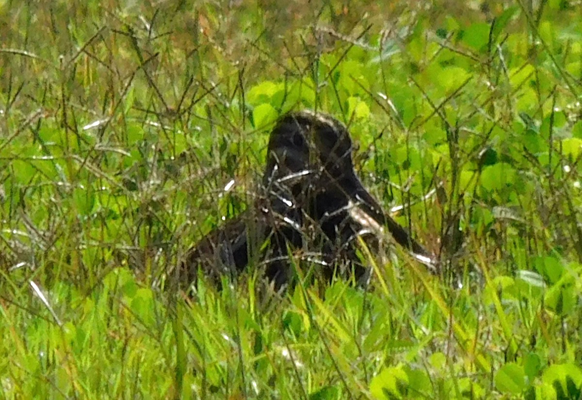 Wilson istingorra - ML647710383