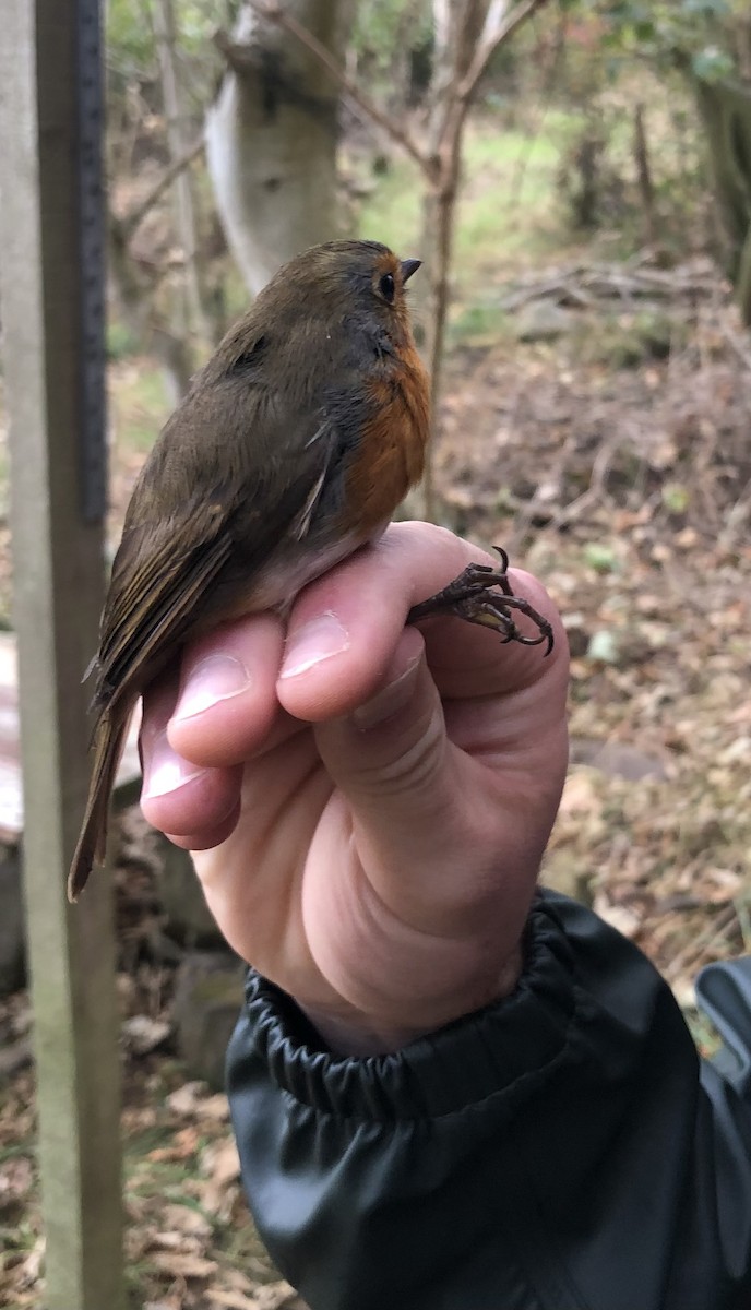 Txantxangorria - ML647710384