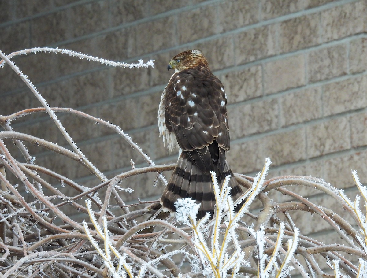 Cooper's Hawk - ML647710385