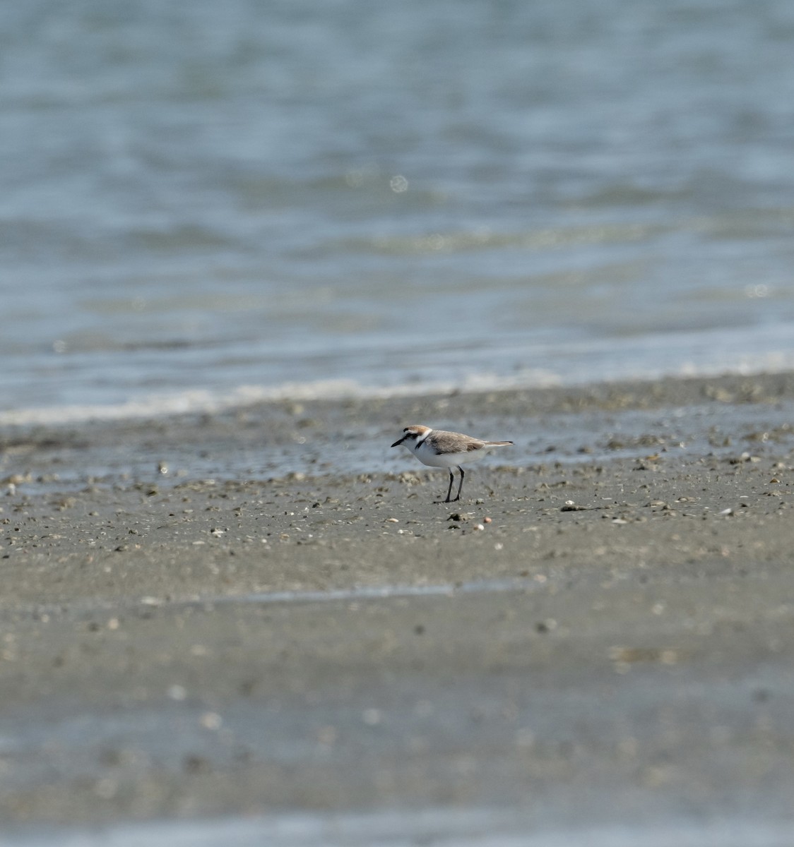 Txirritxo hankabeltza - ML647710386