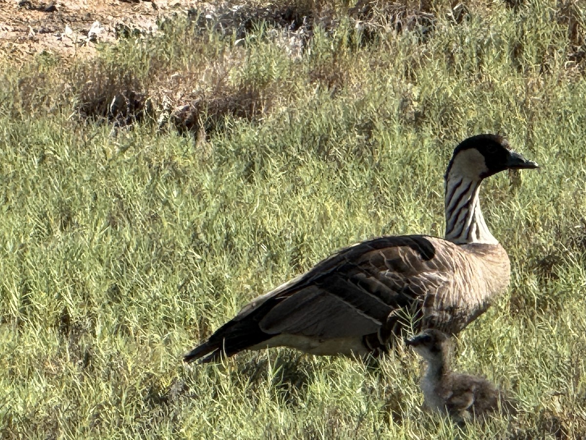 Nene branta - ML647710387
