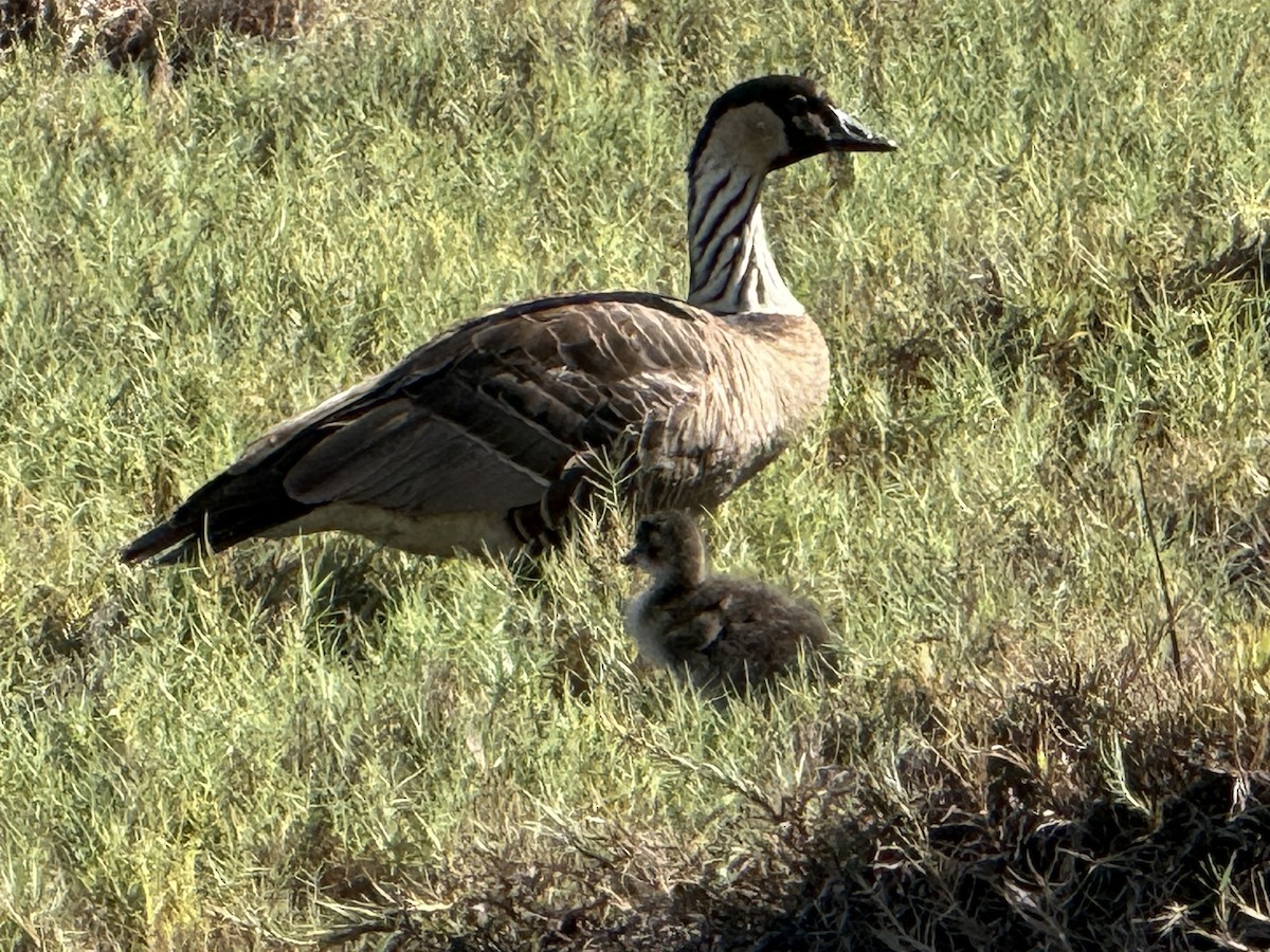 Nene branta - ML647710388