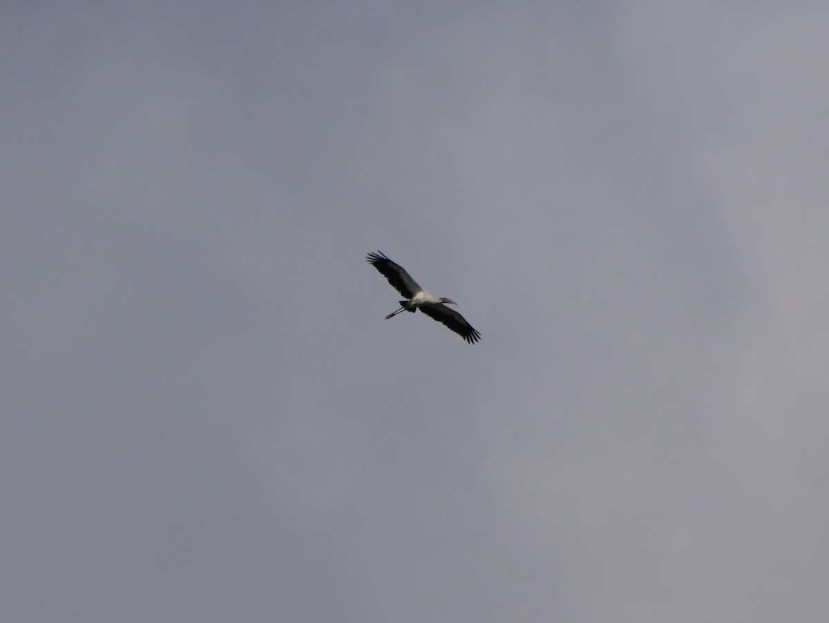 Tantalo amerikarra - ML647710389