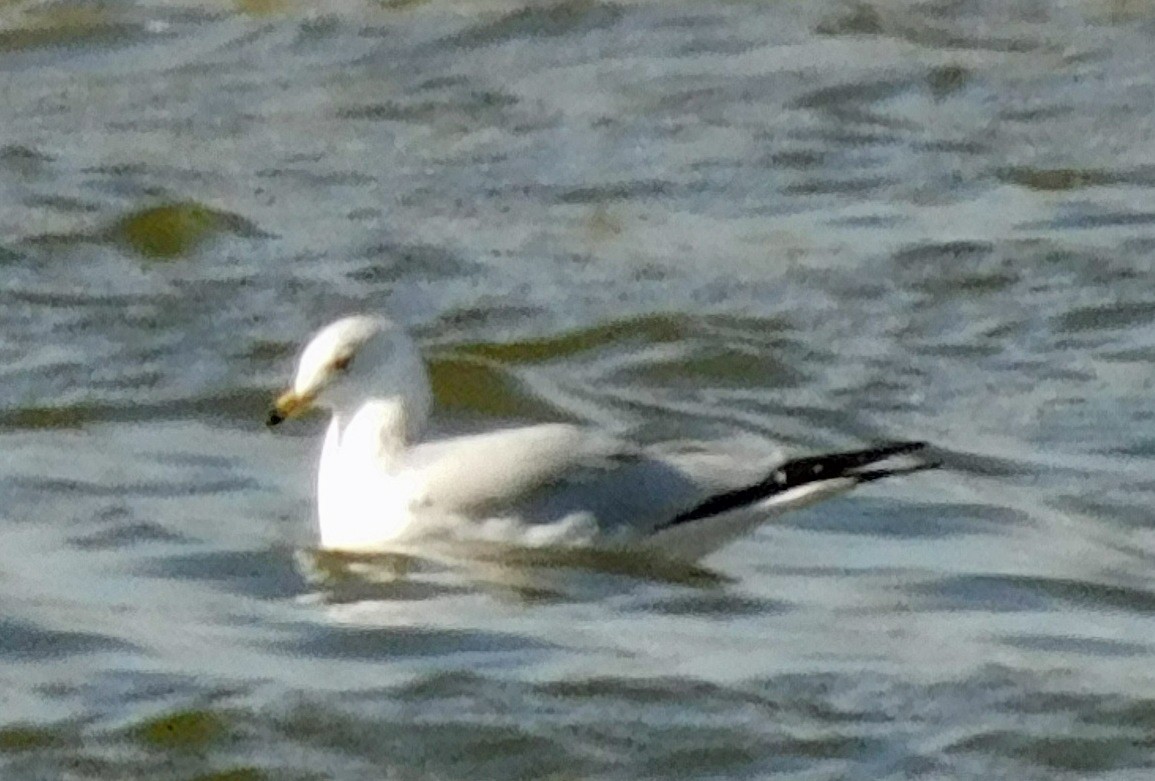 Delawareko kaioa - ML647710391