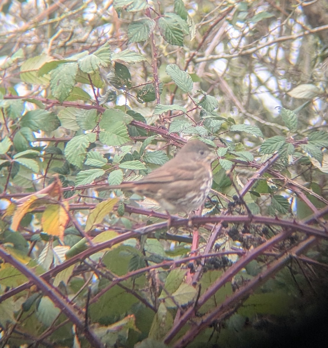 Fox Sparrow - ML647710392