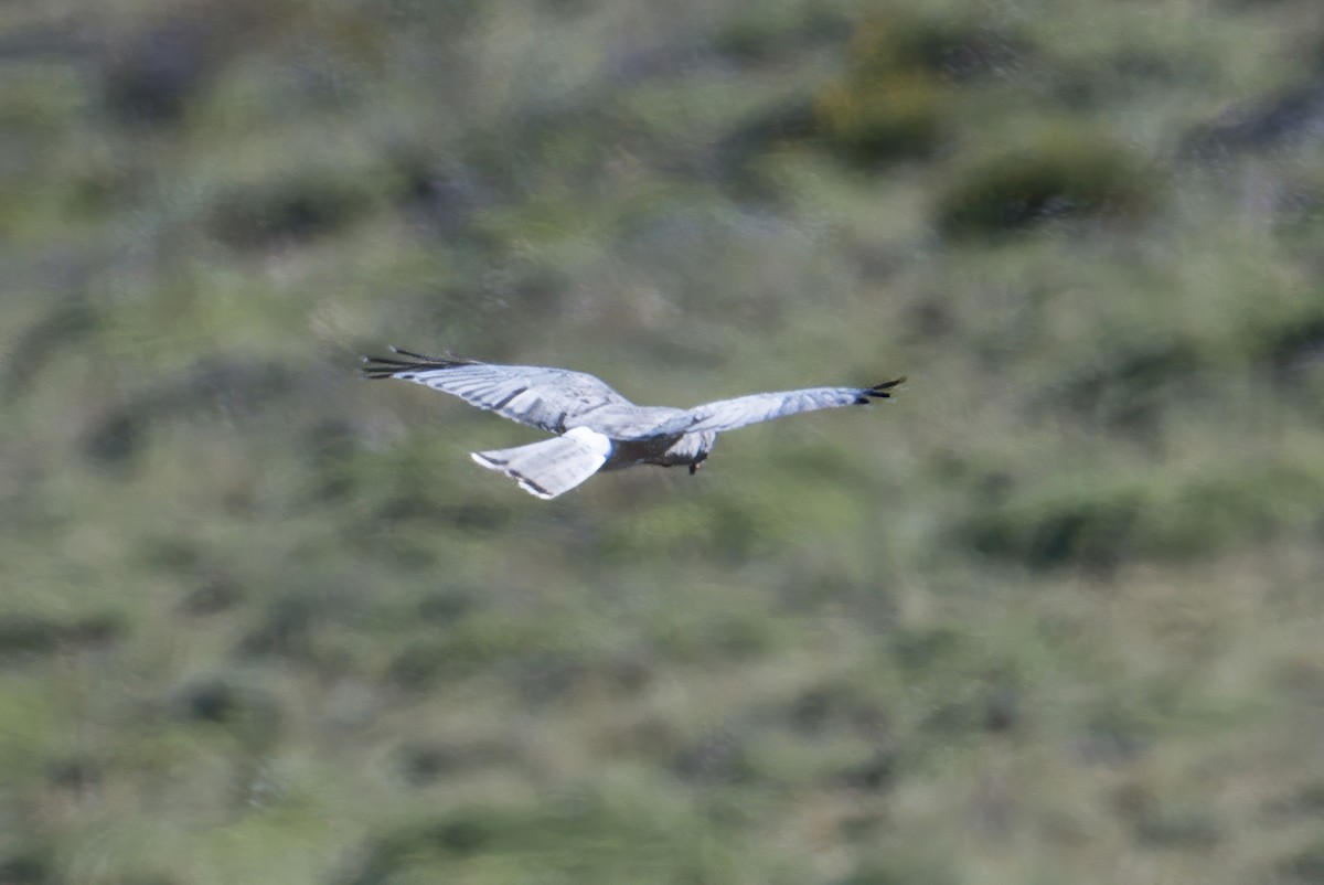 Cinereous Harrier - ML647710393
