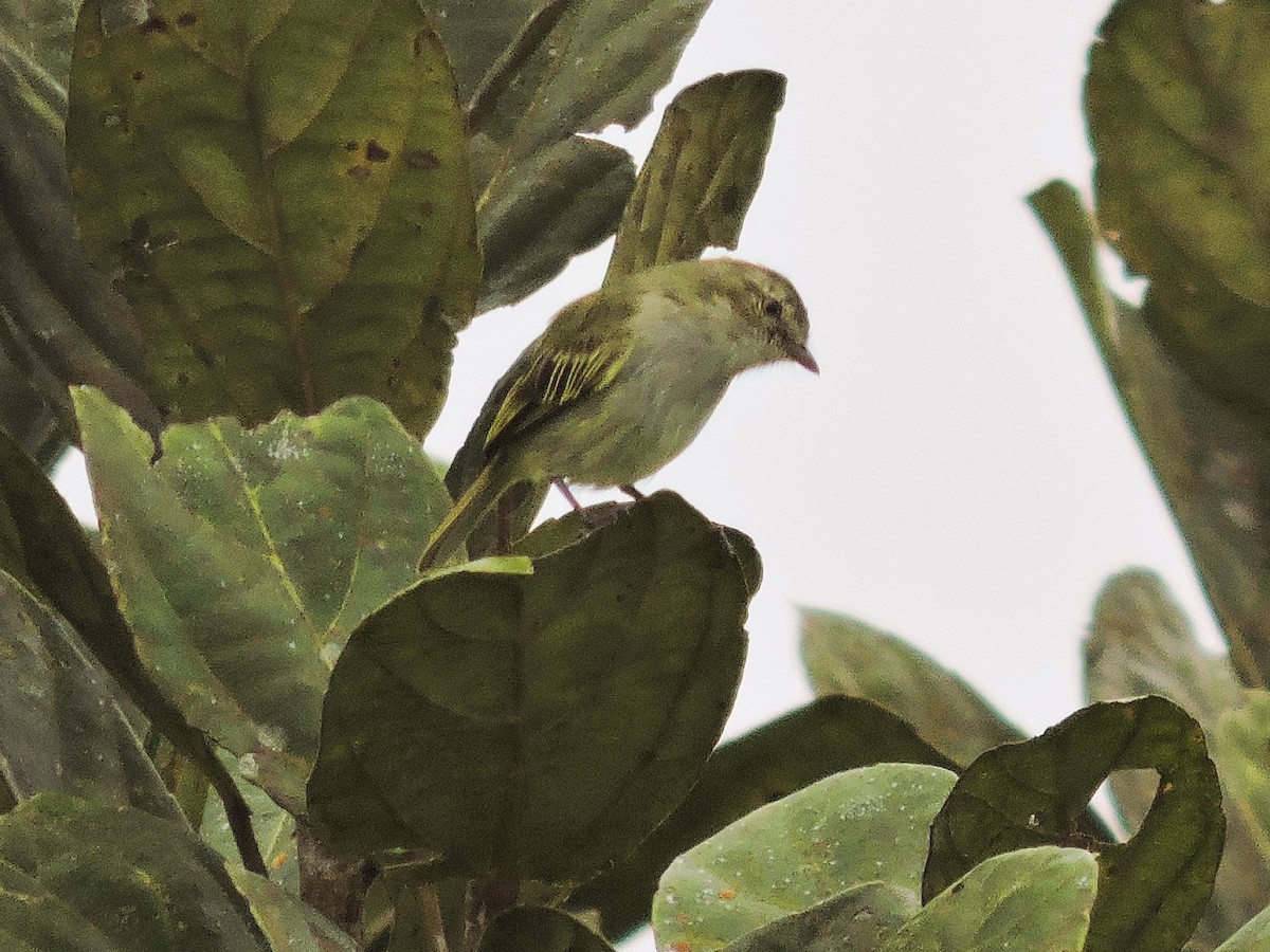 Mistletoe Tyrannulet - ML647710404
