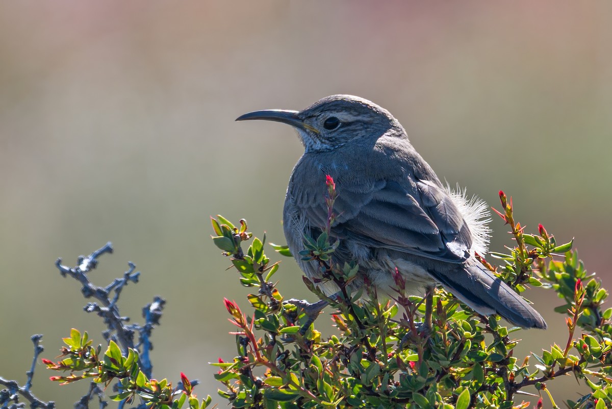 Scale-throated Earthcreeper - ML647710414