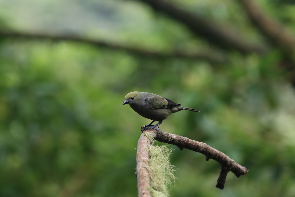 Tangara Palmera - ML647710419