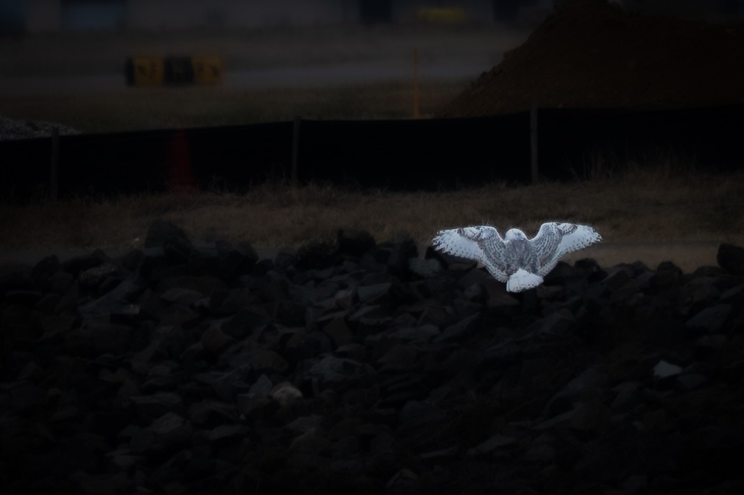 Snowy Owl - ML647710431