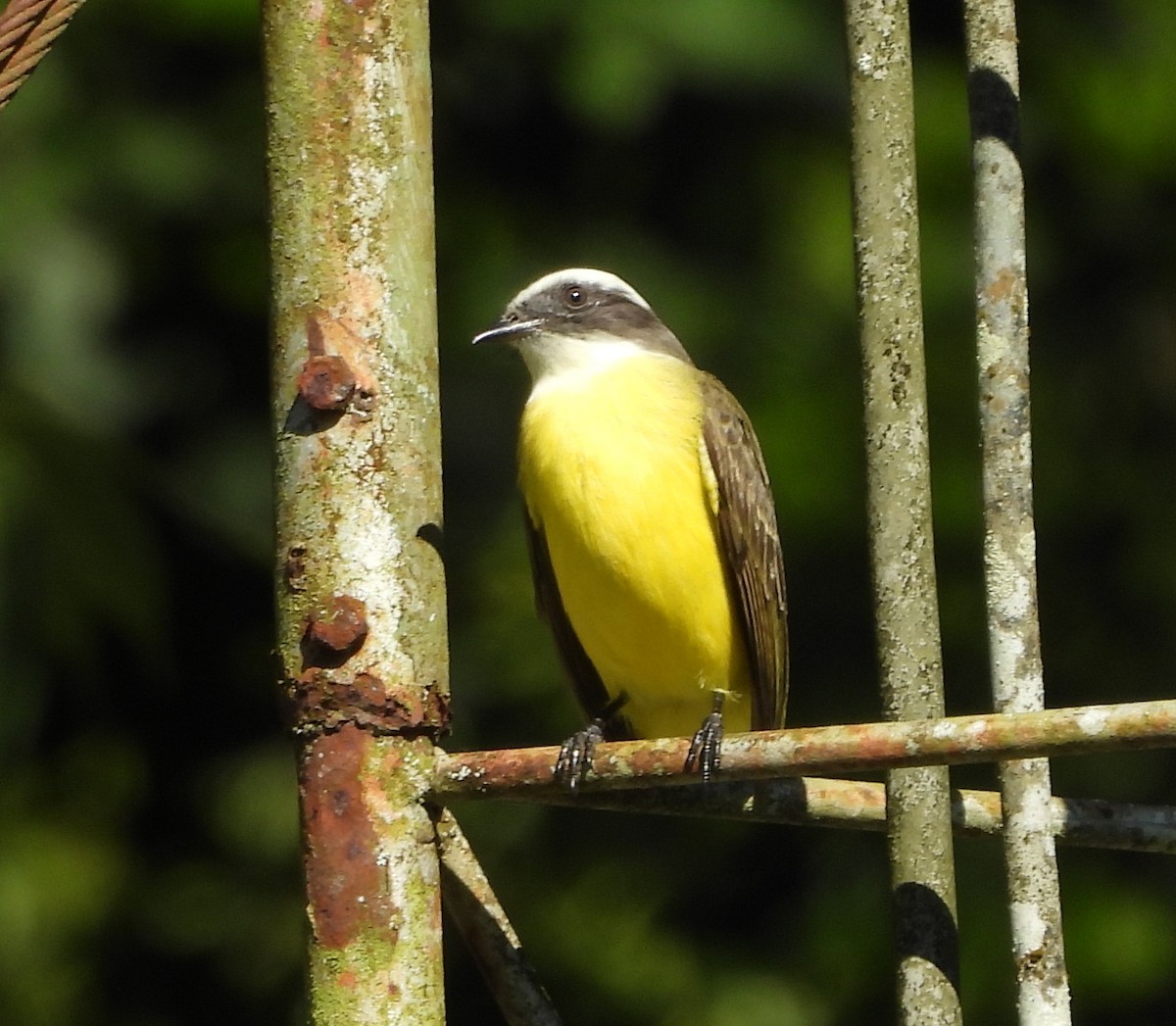 Rotscheitel-Maskentyrann - ML647710434