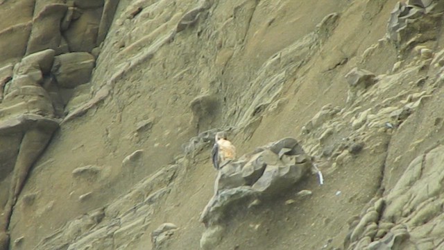 Halcón Peregrino - ML647710462