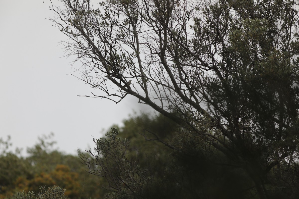 Olive-tree Warbler - ML647710463