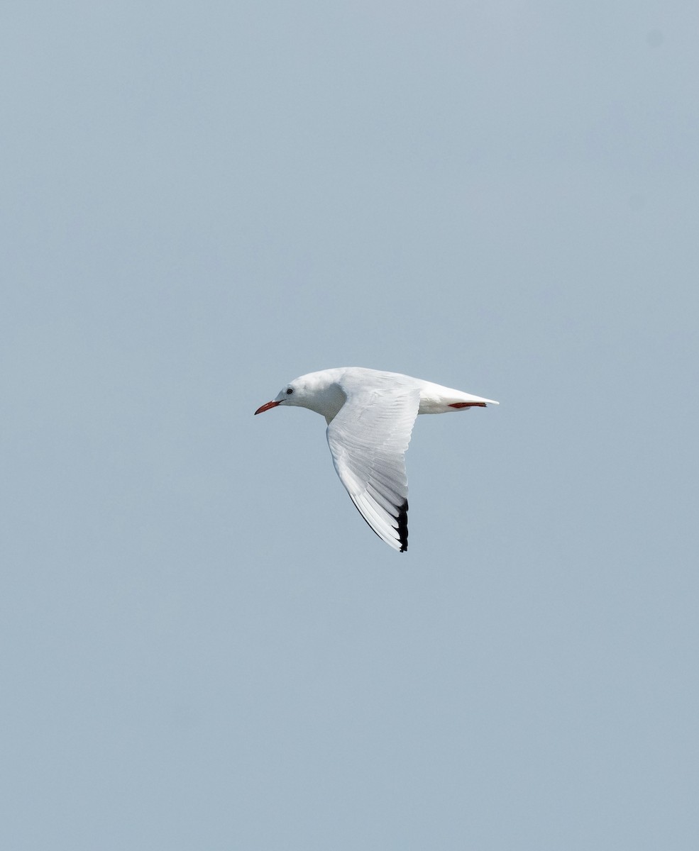 Морской голубок - ML647710477