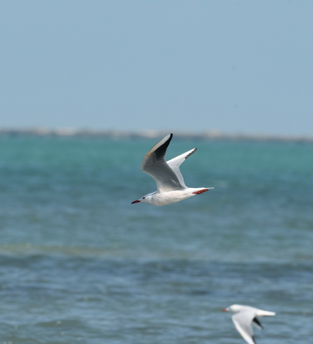 Морской голубок - ML647710478