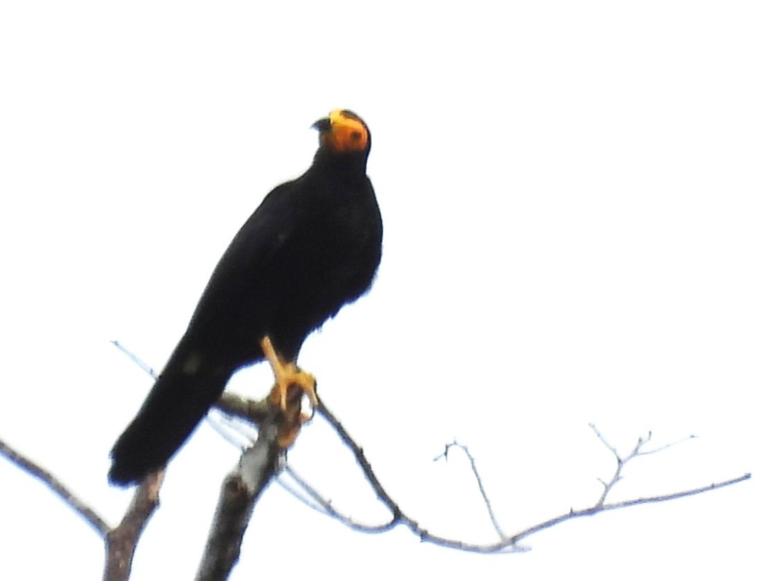 Siyah Karakara - ML647710503