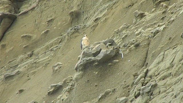 Halcón Peregrino - ML647710562