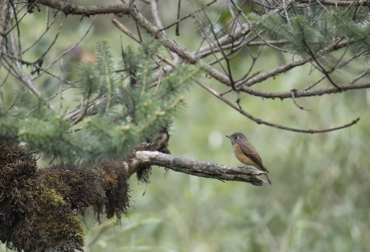 Gobemouche ferrugineux - ML647710580
