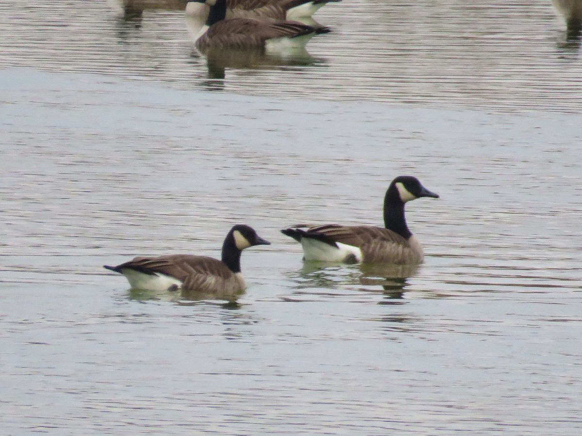 Canada Goose - ML647710598