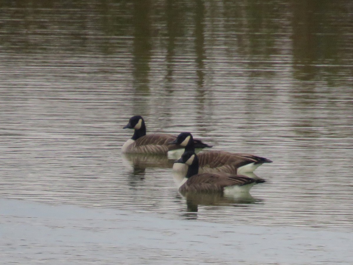 Canada Goose - ML647710599