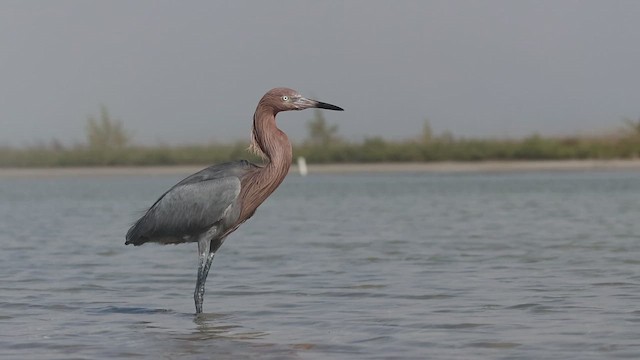 Garceta Rojiza - ML647710633