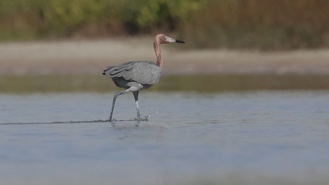 Garceta Rojiza - ML647710634