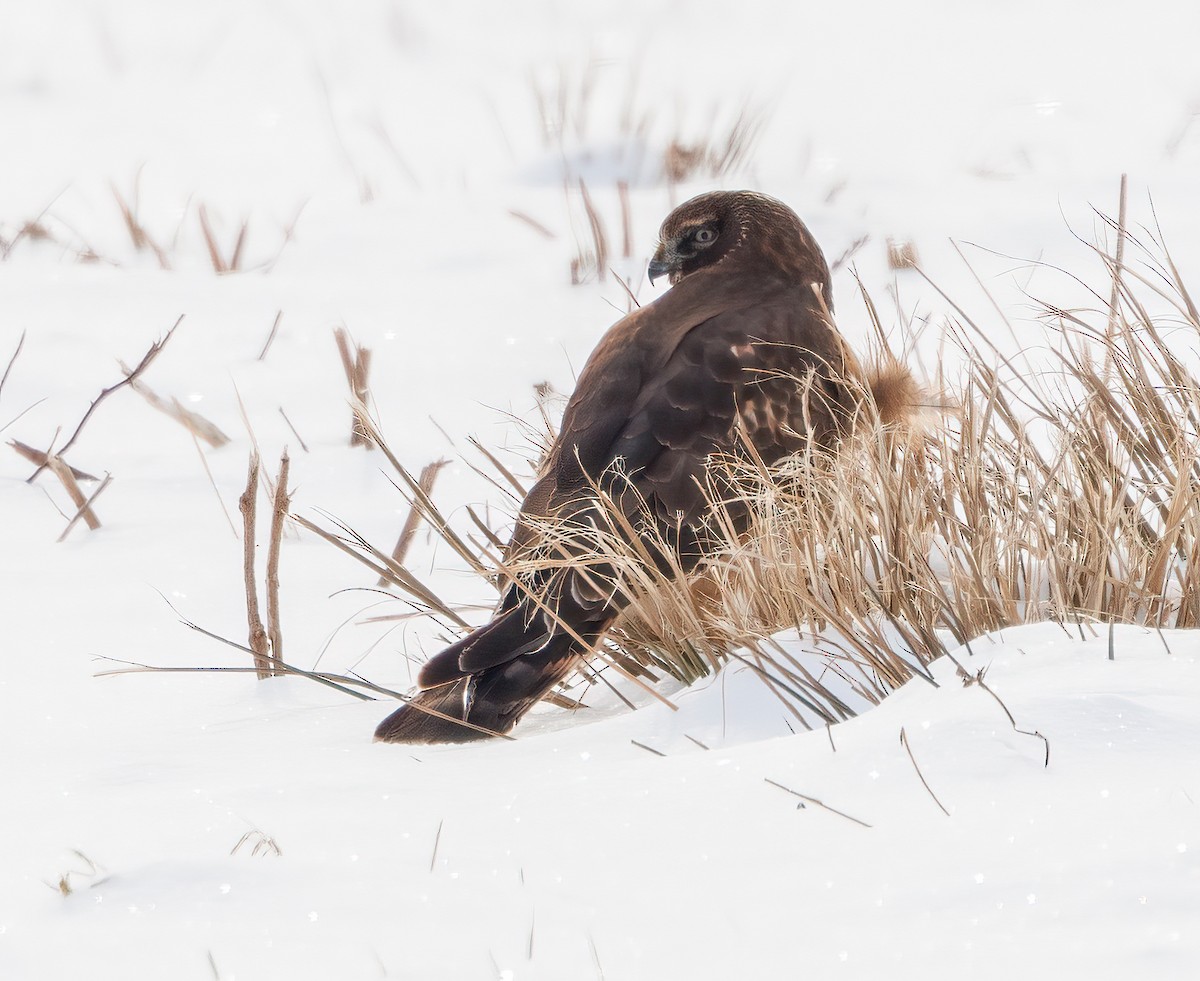 mørkmyrhauk - ML647710653