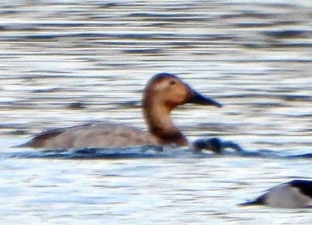 Fuligule à dos blanc - ML647710693