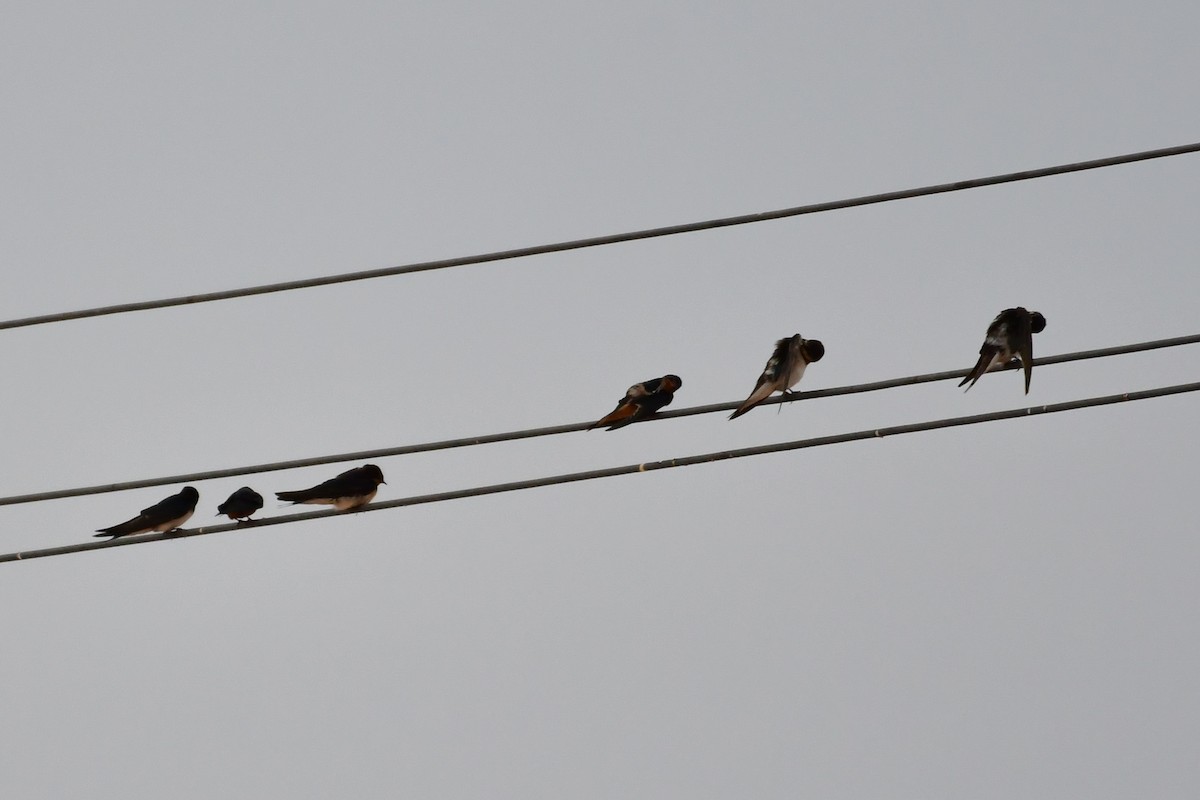 vlaštovka obecná (ssp. rustica) - ML647710699