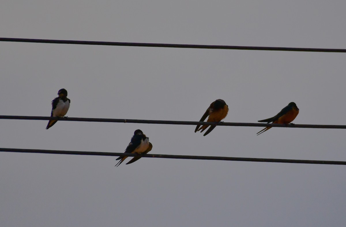 vlaštovka obecná (ssp. rustica) - ML647710700