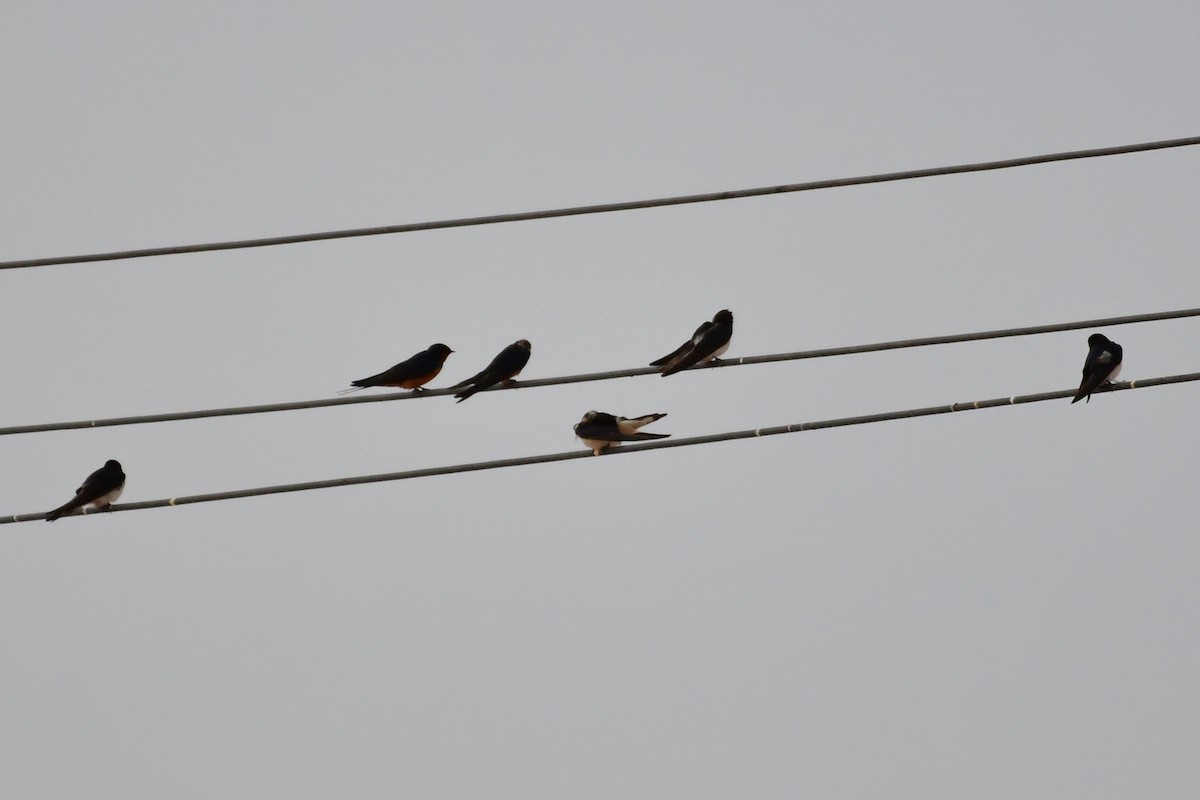 vlaštovka obecná (ssp. rustica) - ML647710702