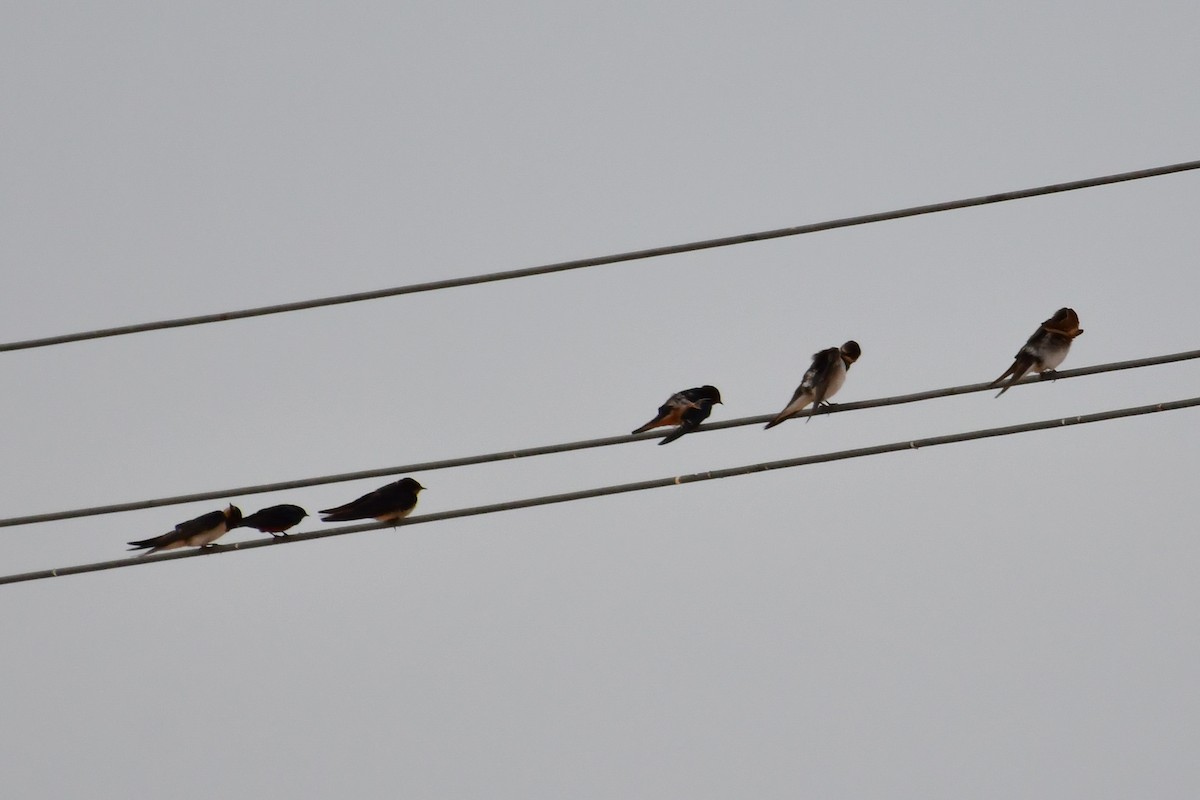 vlaštovka obecná (ssp. rustica) - ML647710703