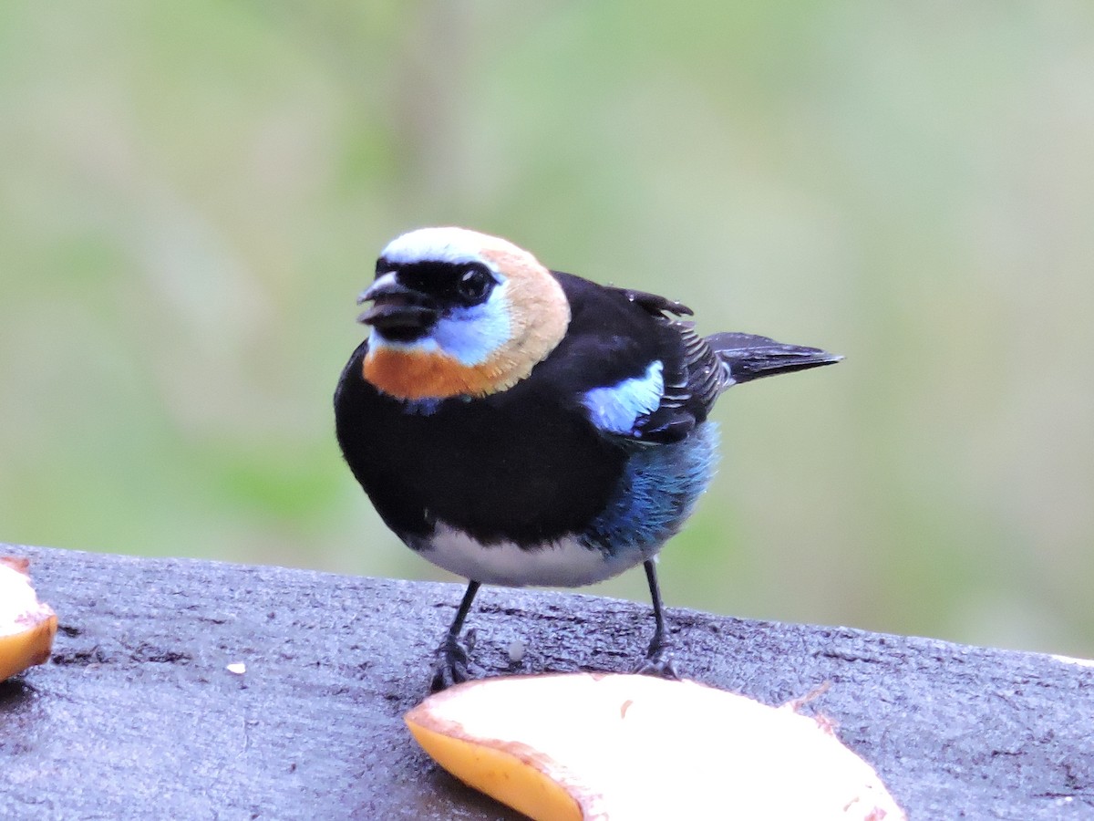 Goldscheiteltangare - ML647710724