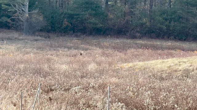 Aguilucho de Hudson - ML647710725