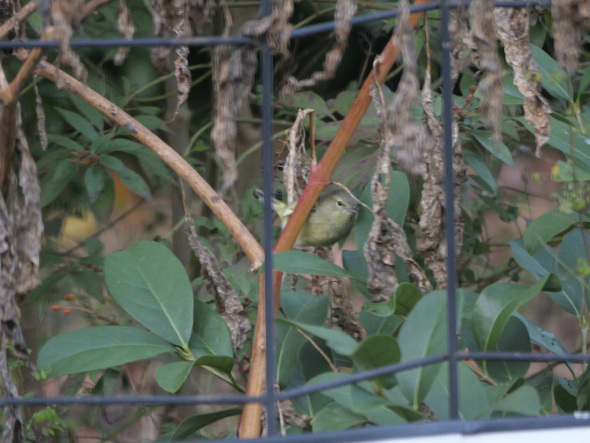 Червоїд оливковий - ML647710756