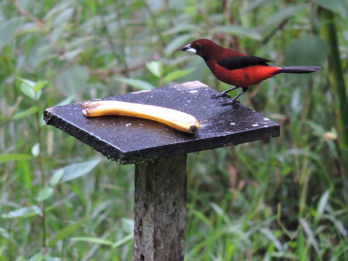 Тапіранга червона - ML647710757