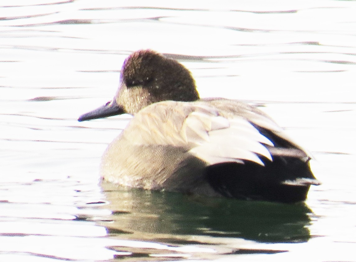 Нерозень - ML647710758