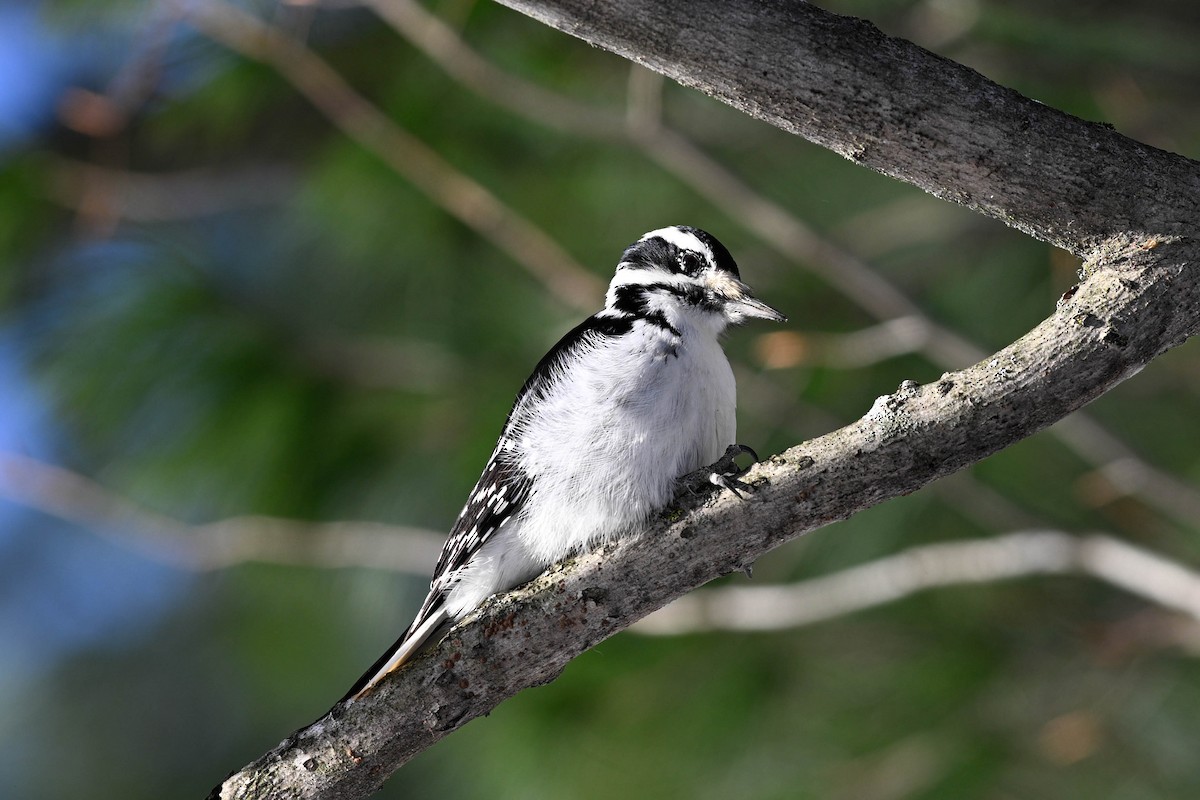 Дятел волохатий - ML647710759