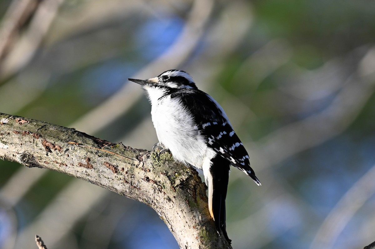 Дятел волохатий - ML647710761